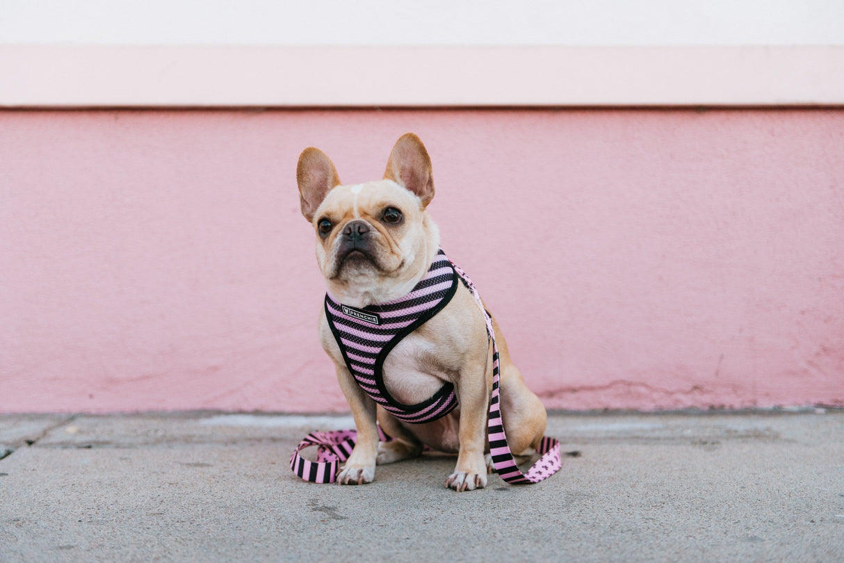 Frenchie Duo Reversible Harness - Pink Bad to the Bone from Frenchie Bulldog