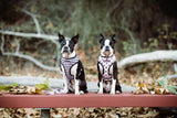 Frenchie Duo Reversible Harness - Pink Bad to the Bone from Frenchie Bulldog