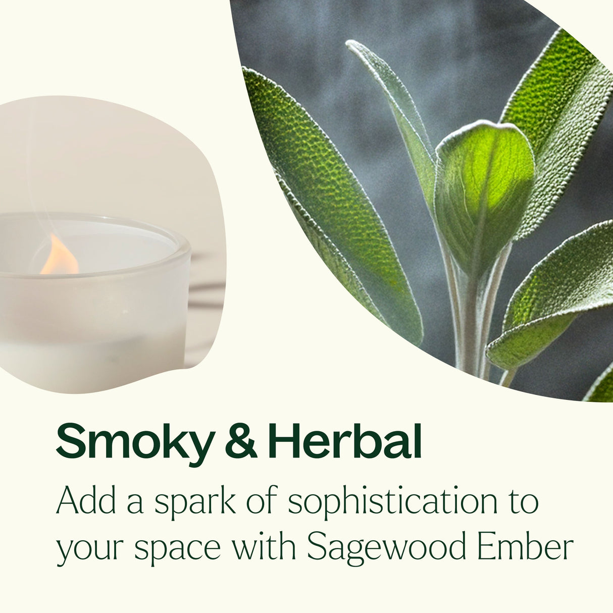 Sagewood Ember Naturally Scented Candle from Plant Therapy