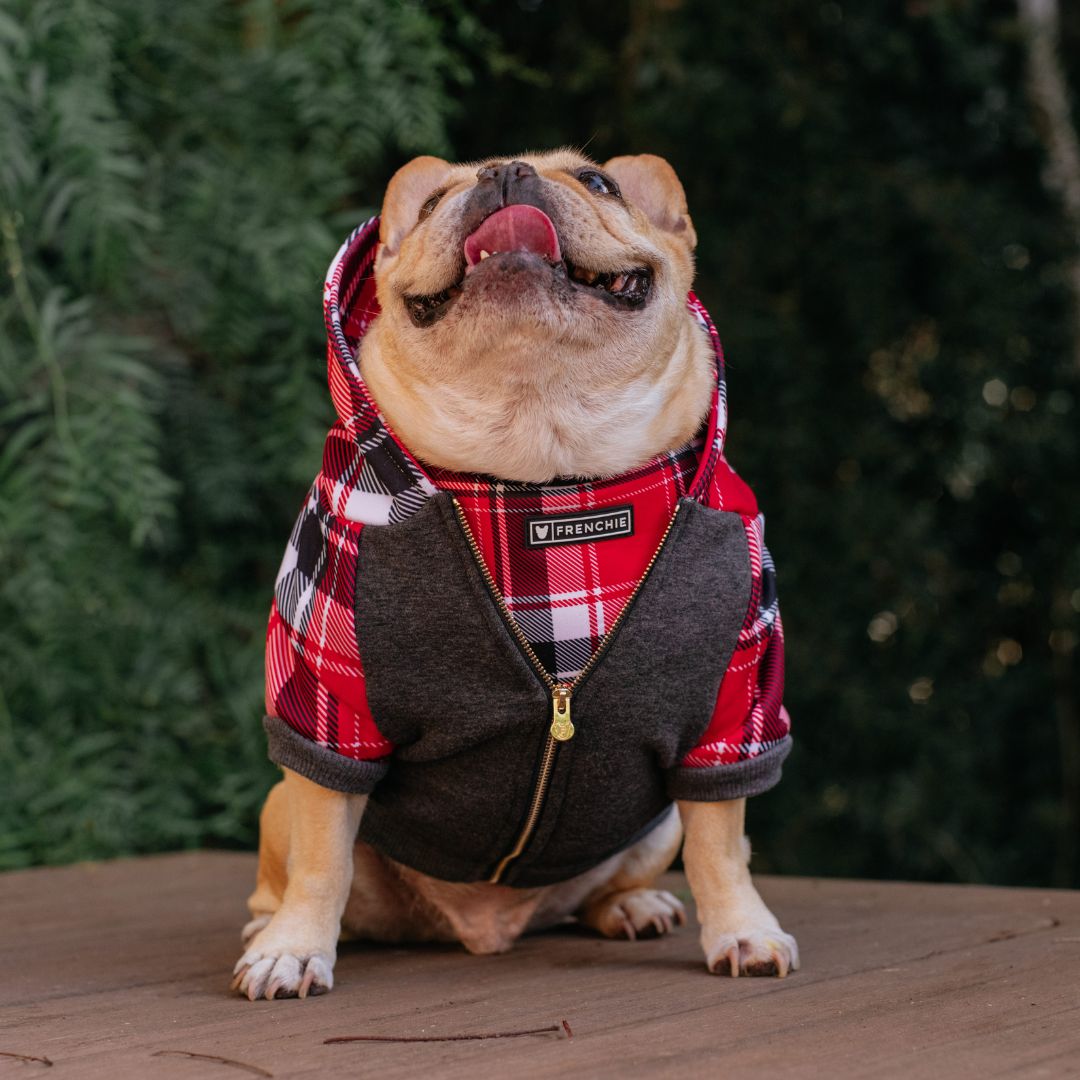 Frenchie Dog Hoodie - Scarlet Plaid from Frenchie Bulldog