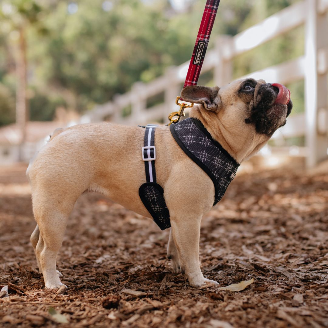 Frenchie Duo Reversible Harness - Scarlet Plaid from Frenchie Bulldog