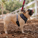 Frenchie Duo Reversible Harness - Scarlet Plaid from Frenchie Bulldog