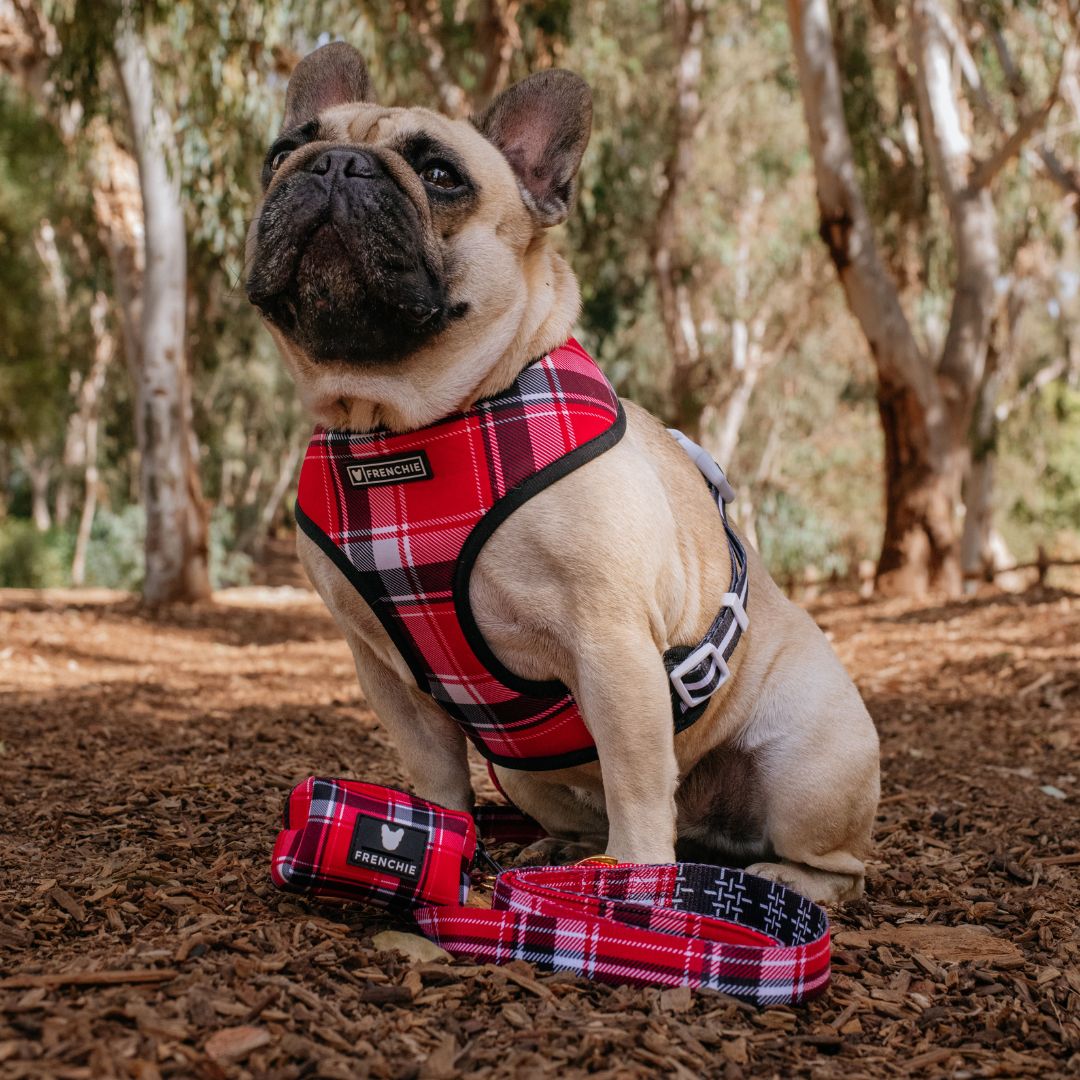Frenchie Duo Reversible Harness - Scarlet Plaid from Frenchie Bulldog