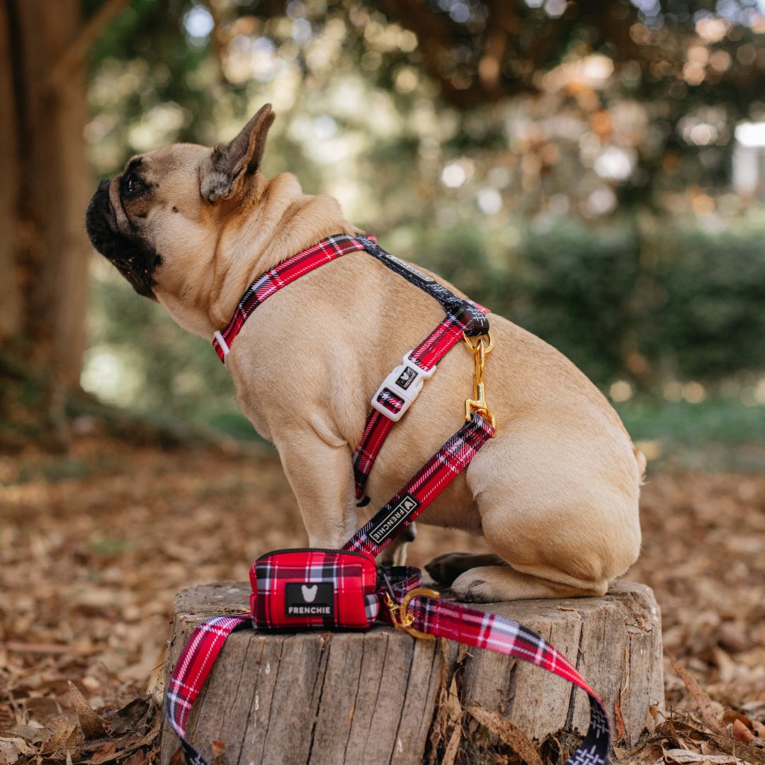 Frenchie Comfort Leash - Scarlet Plaid from Frenchie Bulldog