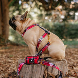 Frenchie Comfort Leash - Scarlet Plaid from Frenchie Bulldog