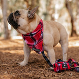 Frenchie Cooling Bandana - Scarlet Plaid from Frenchie Bulldog