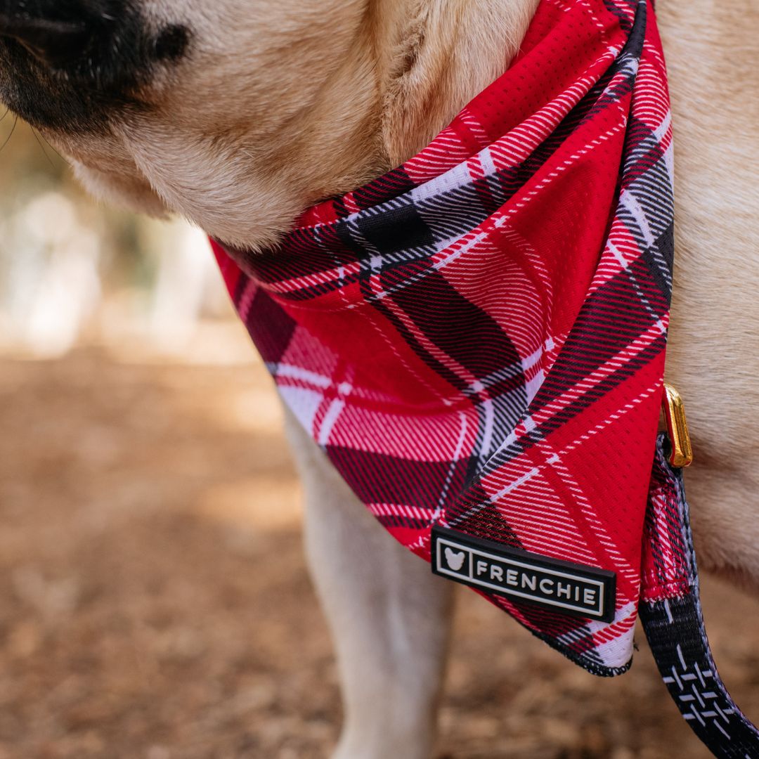 Frenchie Cooling Bandana - Scarlet Plaid from Frenchie Bulldog