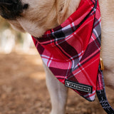 Frenchie Cooling Bandana - Scarlet Plaid from Frenchie Bulldog