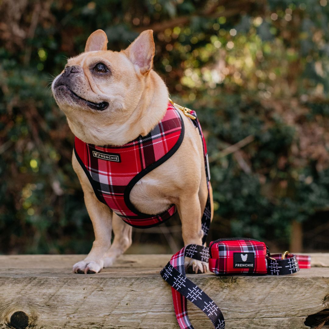 Frenchie Duo Reversible Harness - Scarlet Plaid from Frenchie Bulldog