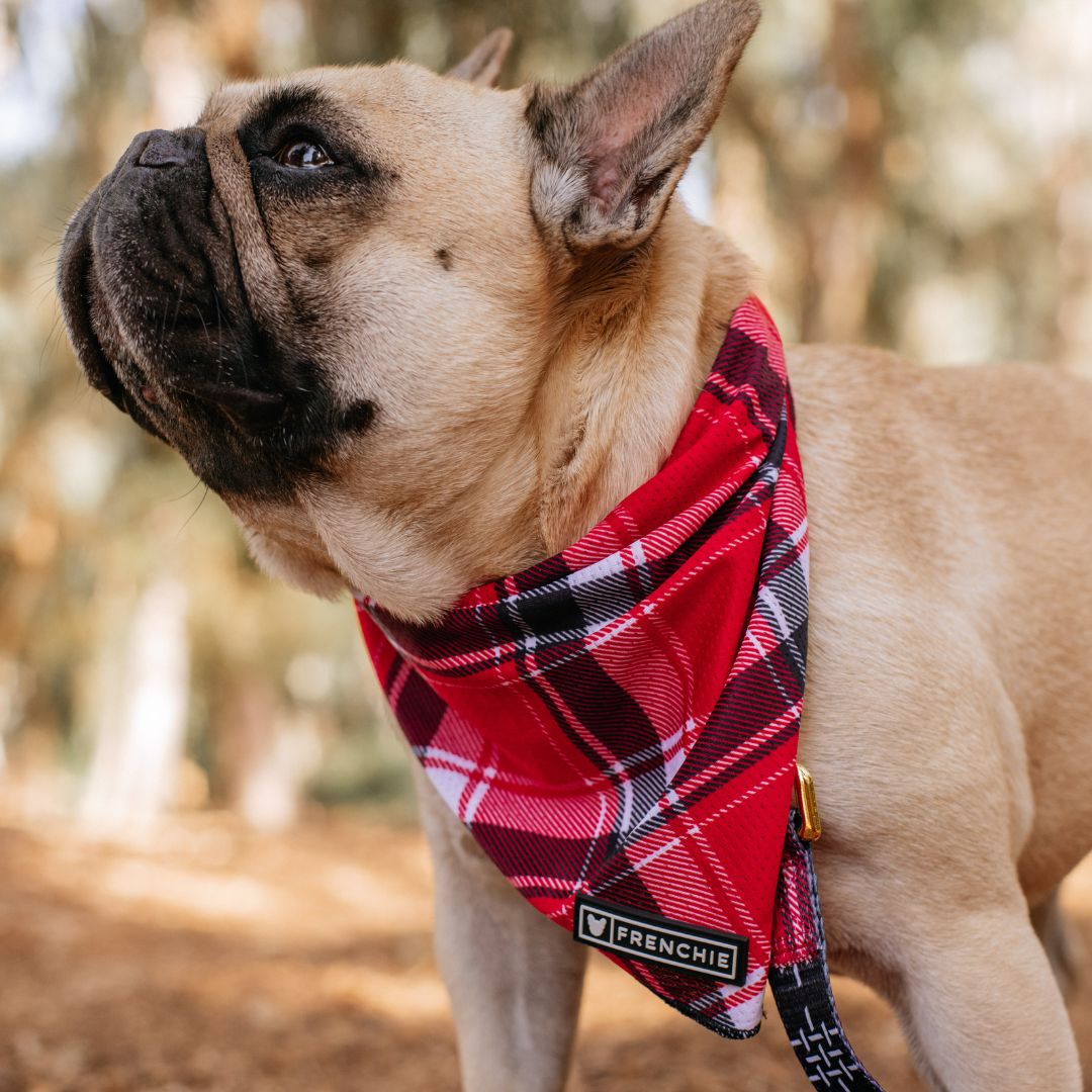 Frenchie Cooling Bandana - Scarlet Plaid from Frenchie Bulldog