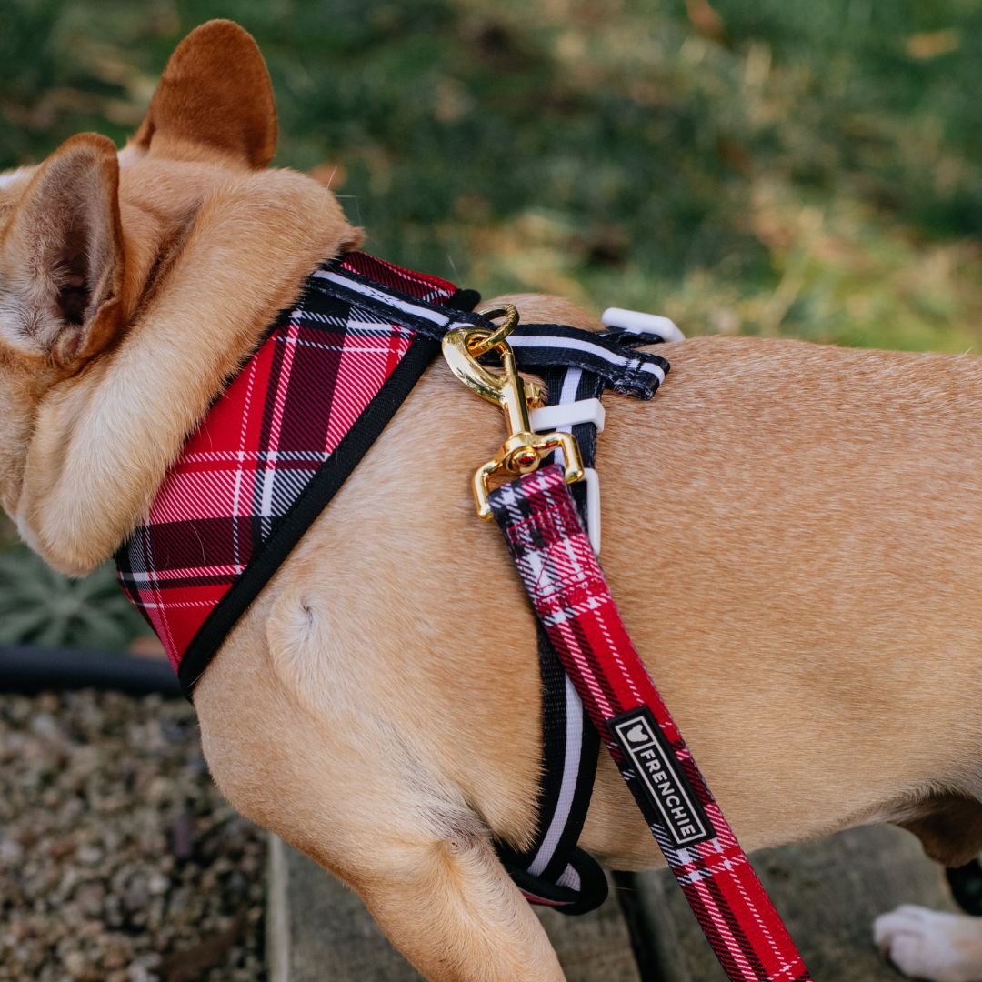 Frenchie Duo Reversible Harness - Scarlet Plaid from Frenchie Bulldog
