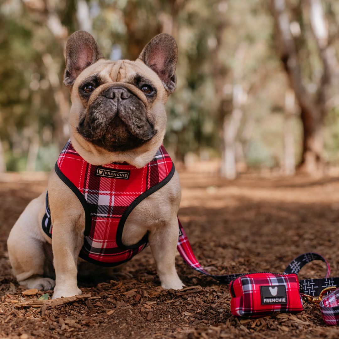 Frenchie Duo Reversible Harness - Scarlet Plaid from Frenchie Bulldog