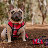 Frenchie Duo Reversible Harness - Scarlet Plaid from Frenchie Bulldog