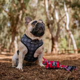 Frenchie Duo Reversible Harness - Scarlet Plaid from Frenchie Bulldog
