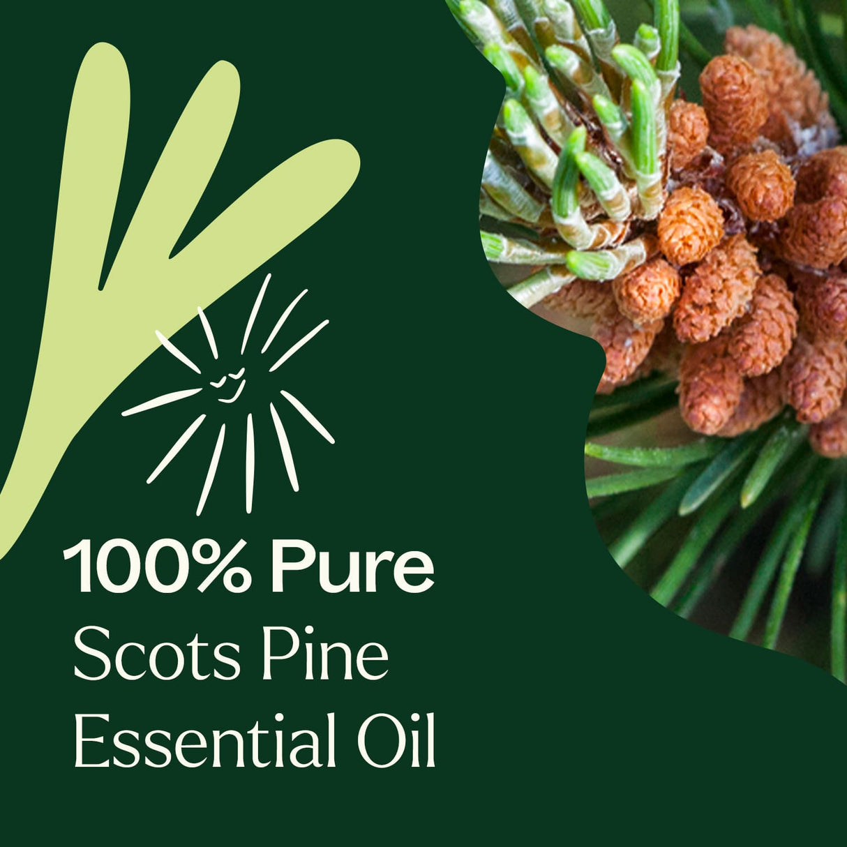 Scott's Pine Essential Oil from Plant Therapy