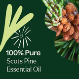 Scott's Pine Essential Oil from Plant Therapy