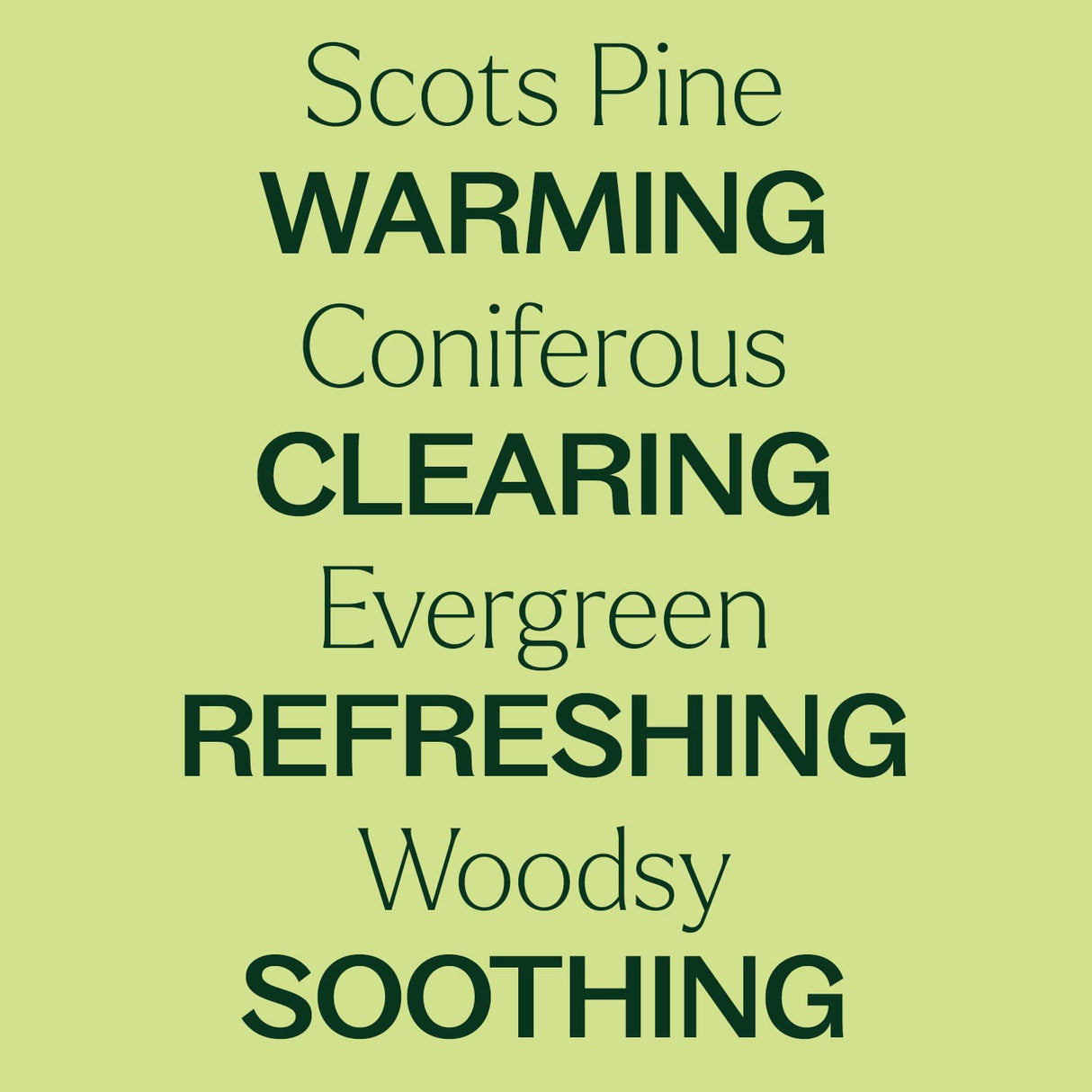 Scott's Pine Essential Oil from Plant Therapy