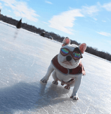 K9 Sport Shades - Dog Goggles from K9 Sport Sack
