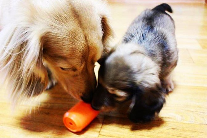 Can Toy Durable Rubber Chew Toy & Treat Dispenser - Average Chewer From SodaPup