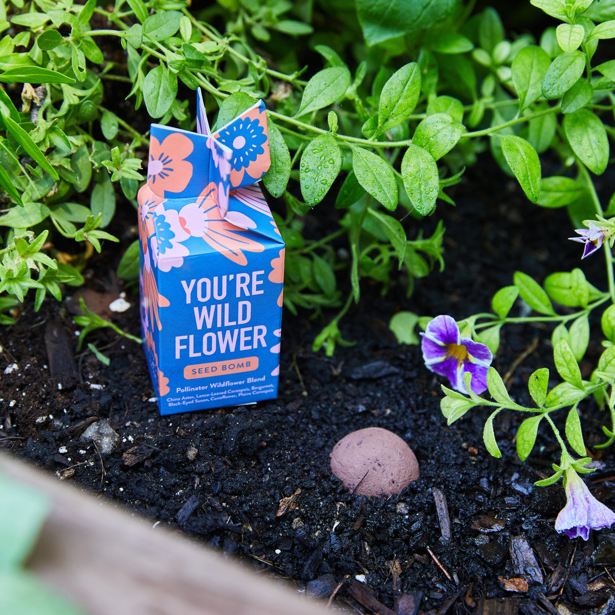 Seed Bomb from Modern Sprout