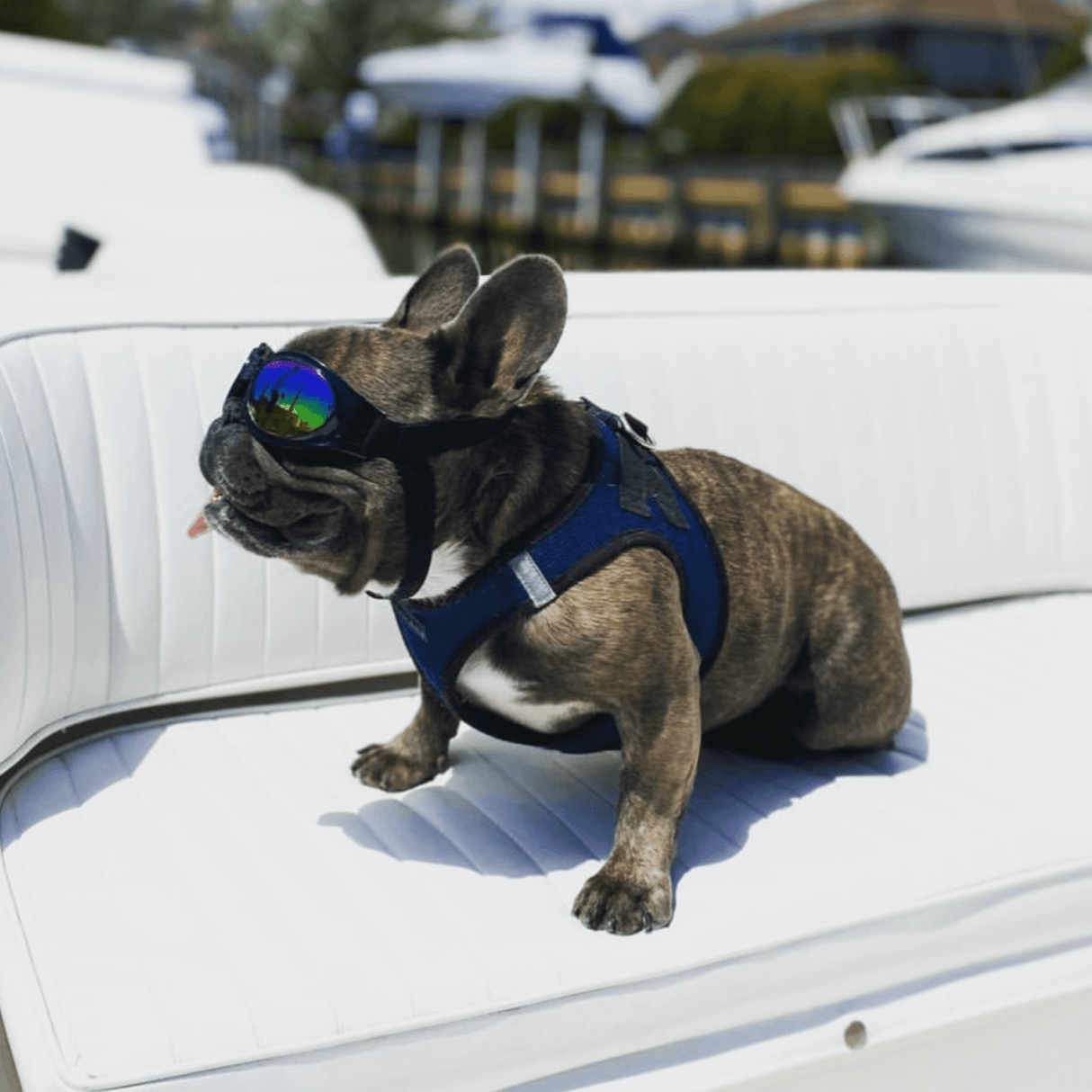 K9 Sport Shades - Dog Goggles from K9 Sport Sack