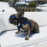 K9 Sport Shades - Dog Goggles from K9 Sport Sack
