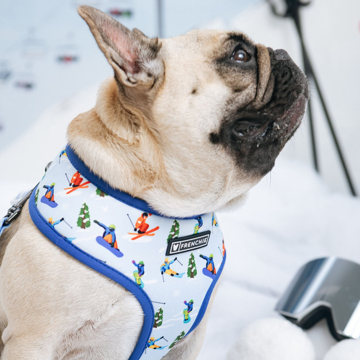 Frenchie Duo Reversible Harness - Ski Club from Frenchie Bulldog