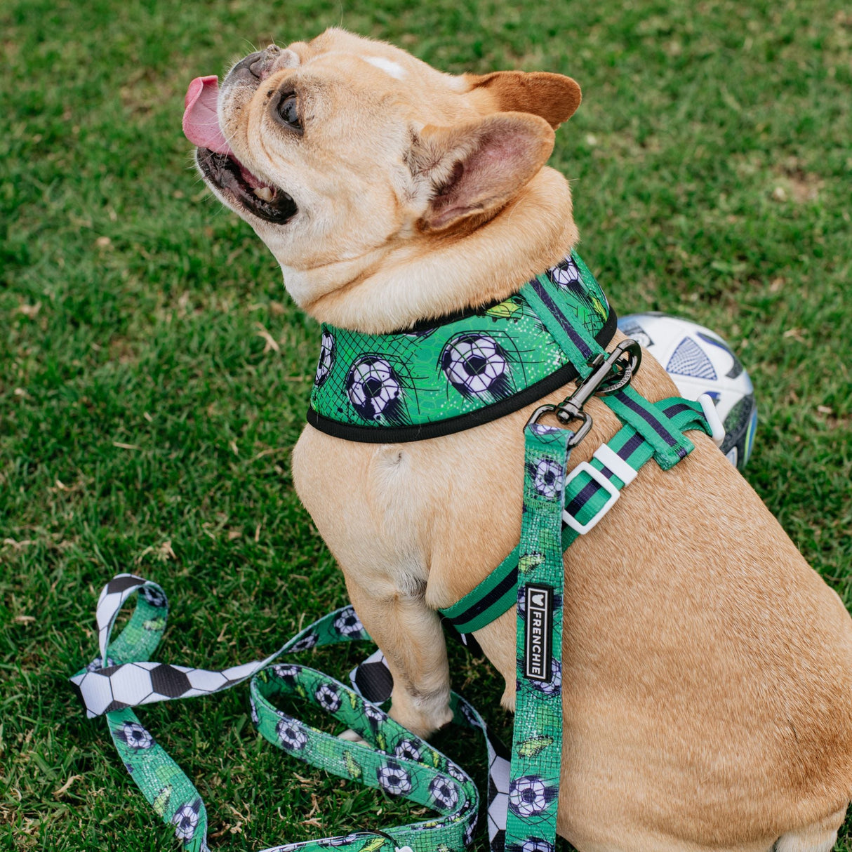 Frenchie Duo Reversible Harness - Soccer from Frenchie Bulldog
