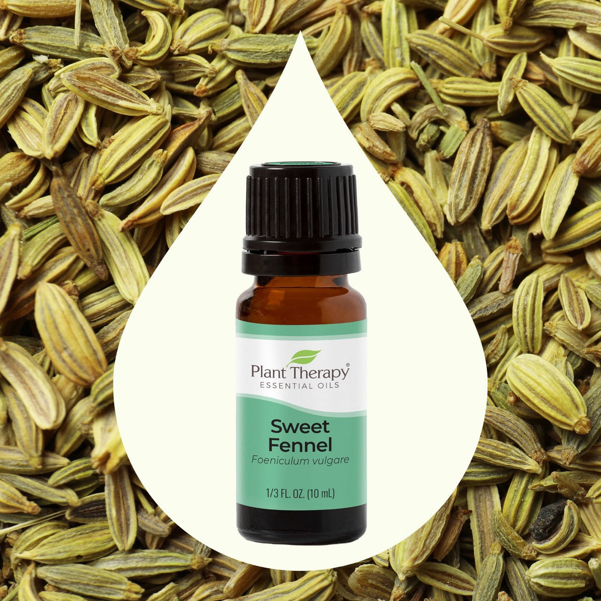Sweet Fennel Essential Oil from Plant Therapy