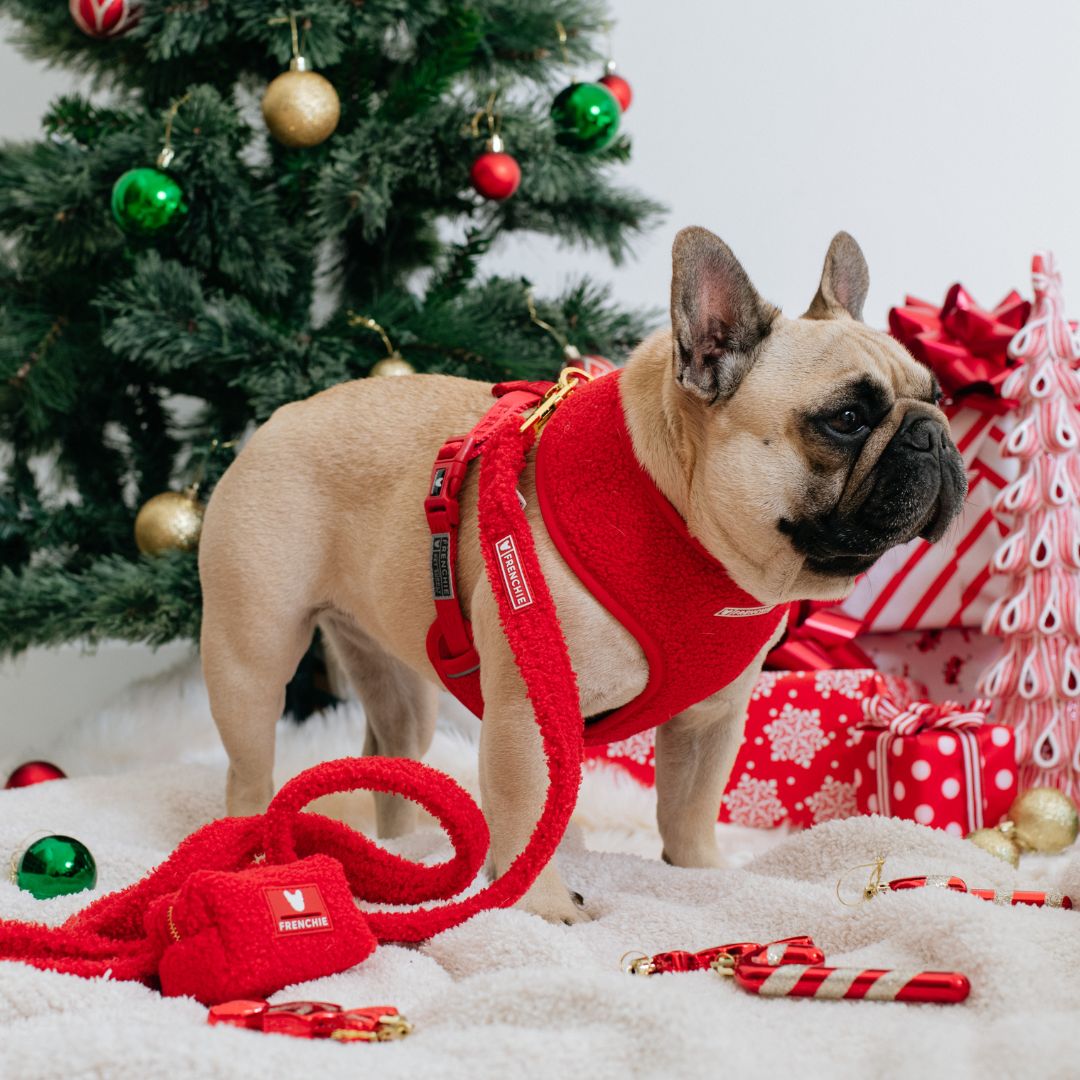 Frenchie Duo Reversible Harness - Teddy Red from Frenchie Bulldog