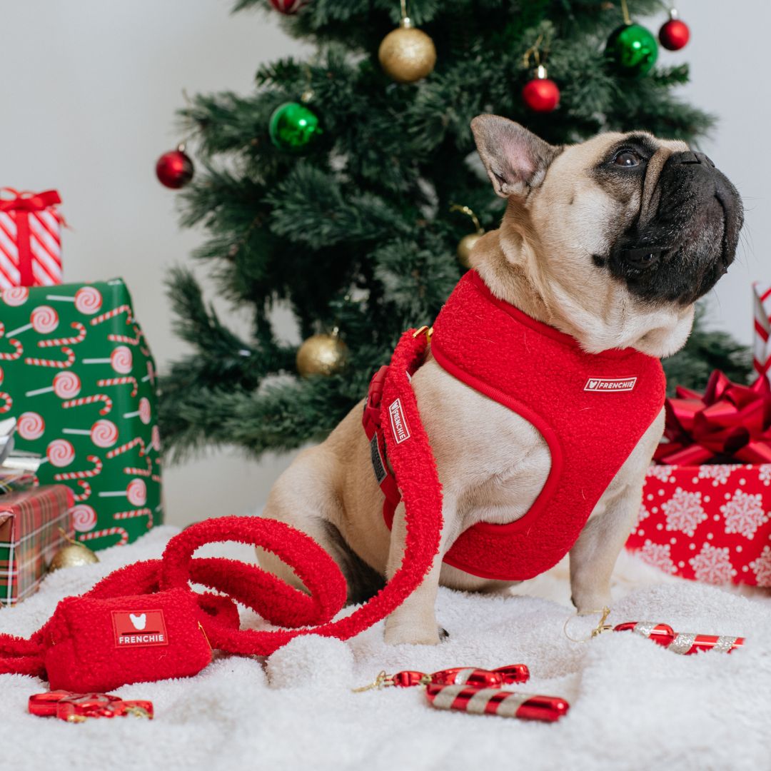 Frenchie Duo Reversible Harness - Teddy Red from Frenchie Bulldog