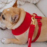 Frenchie Comfort Leash - Teddy Red from Frenchie Bulldog