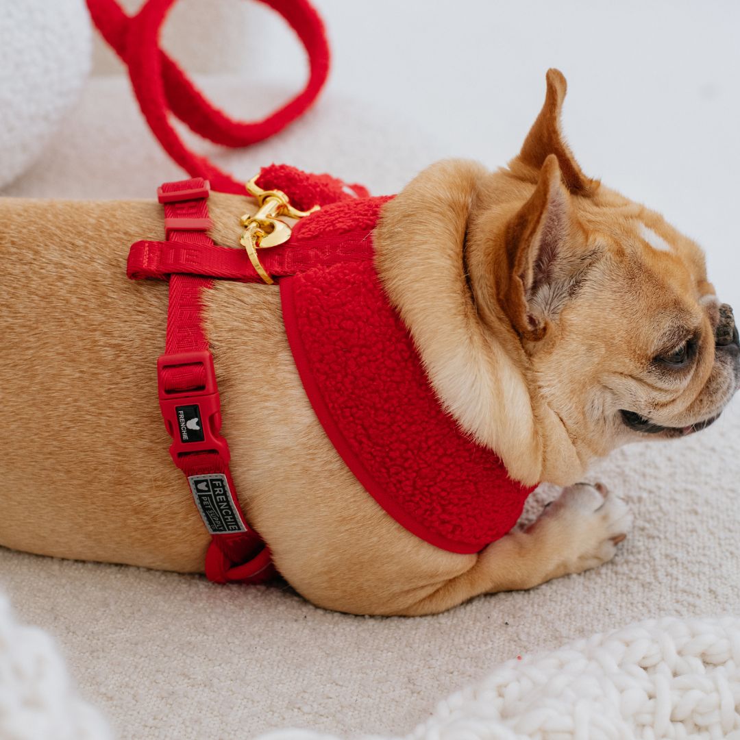 Frenchie Duo Reversible Harness - Teddy Red from Frenchie Bulldog
