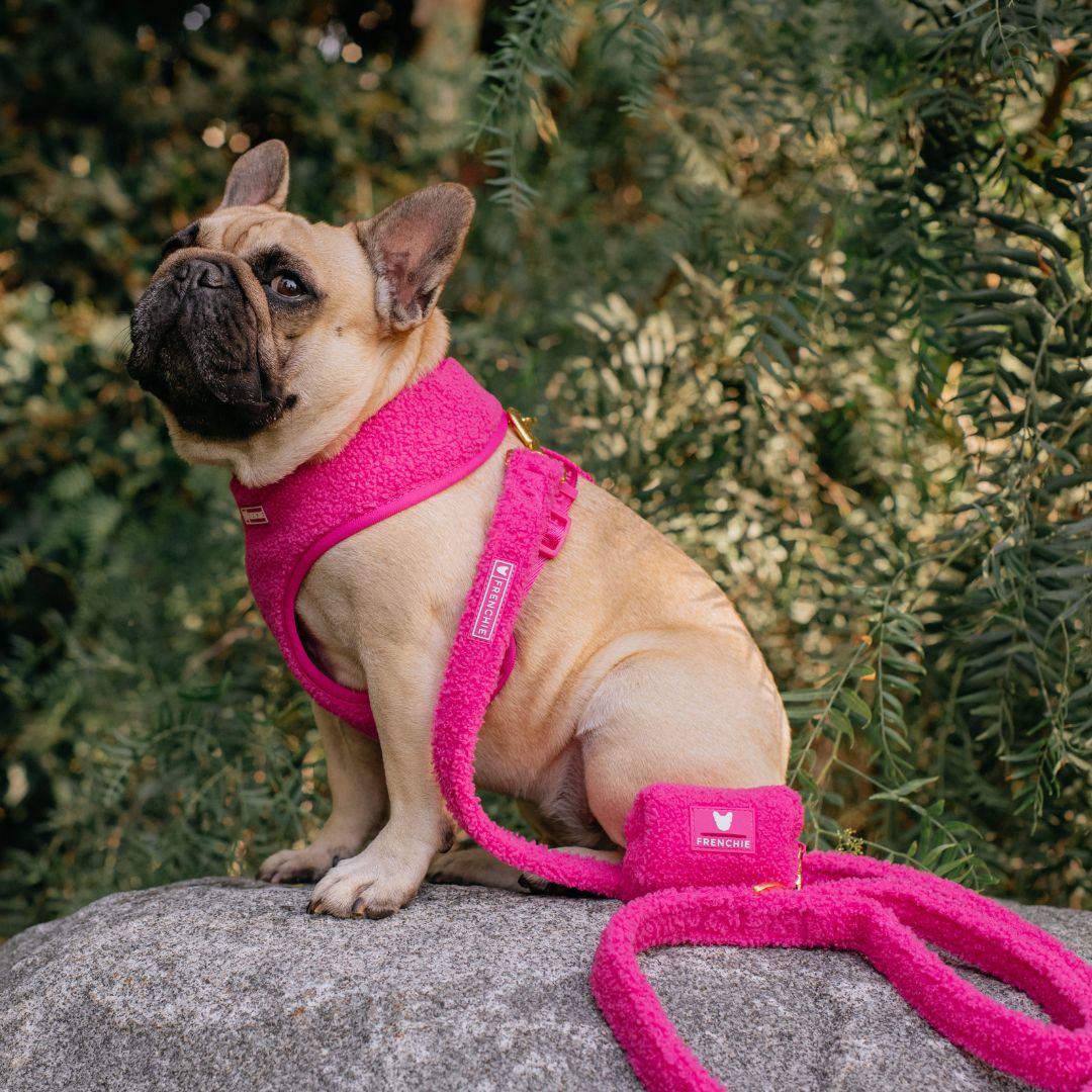 Frenchie Comfort Leash - Teddy Hot Pink from Frenchie Bulldog