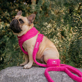 Frenchie Comfort Leash - Teddy Hot Pink from Frenchie Bulldog