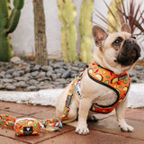 Frenchie Duo Reversible Harness - Taco Tuesday- Orange from Frenchie Bulldog
