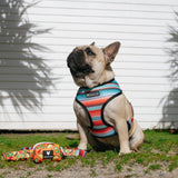 Frenchie Duo Reversible Harness - Taco Tuesday- Orange from Frenchie Bulldog