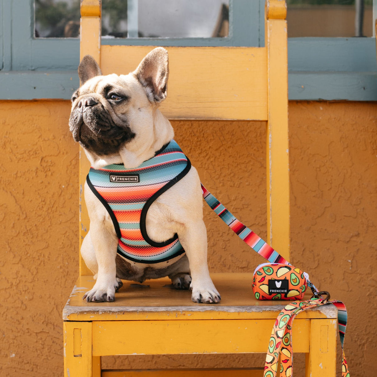 Frenchie Duo Reversible Harness - Taco Tuesday- Orange from Frenchie Bulldog