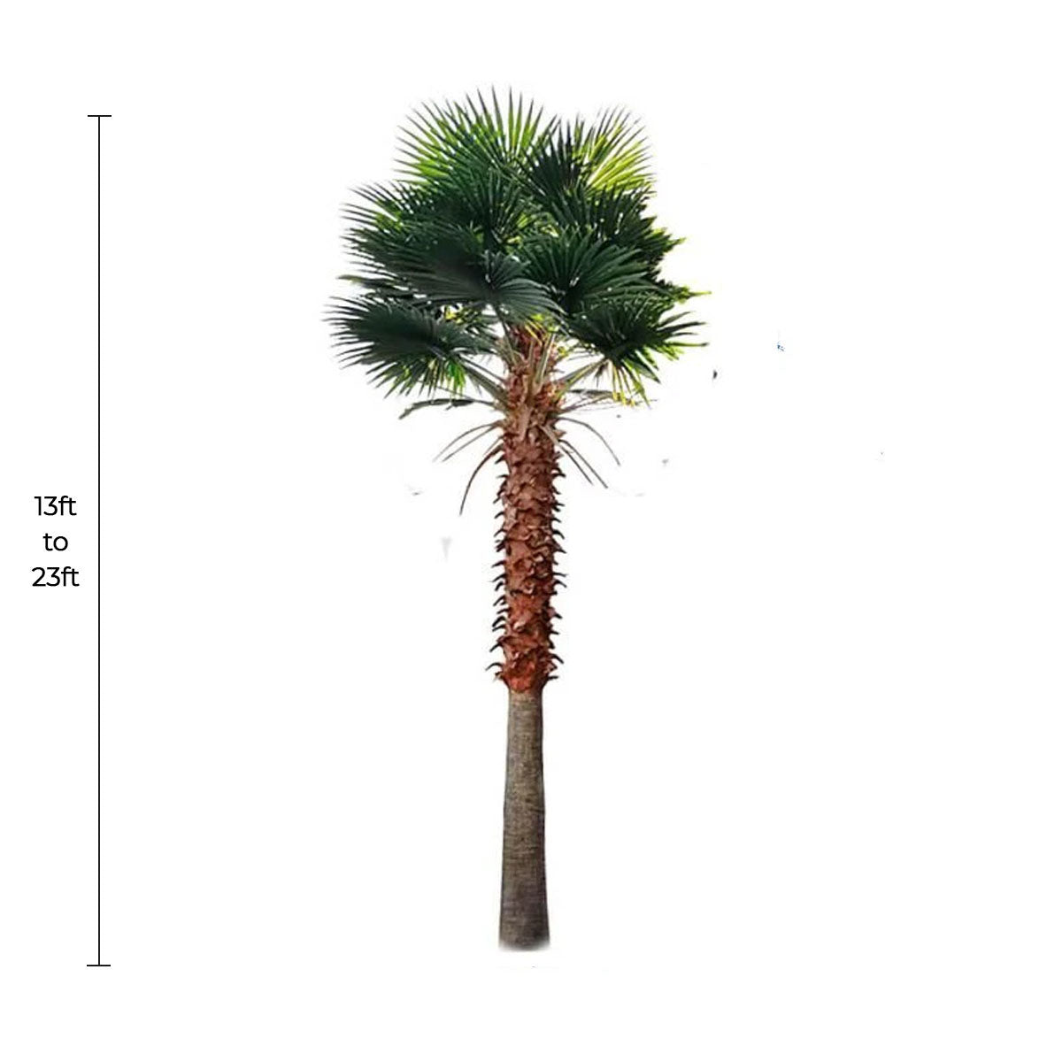 Tall Artificial Mexican Fan Palm Tree (13ft - 23ft) UV Resistant (10-12 Week Back Order) from Designer Plants USA