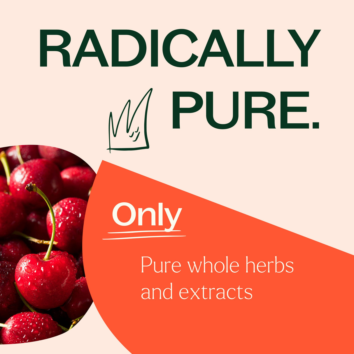Tart Cherry with Elderberry Herbal Supplement - 120 Capsules from Plant Therapy