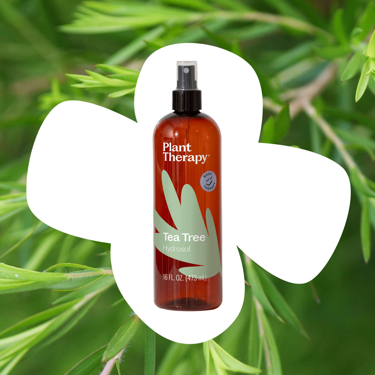 Tea Tree Hydrosol from Plant Therapy