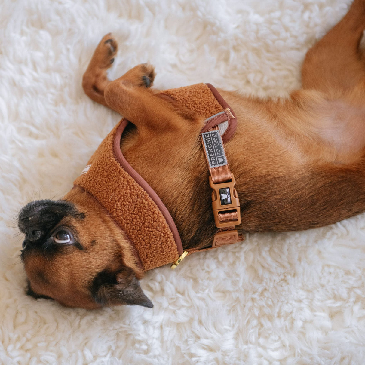 Frenchie Duo Reversible Harness - Teddy Brown from Frenchie Bulldog