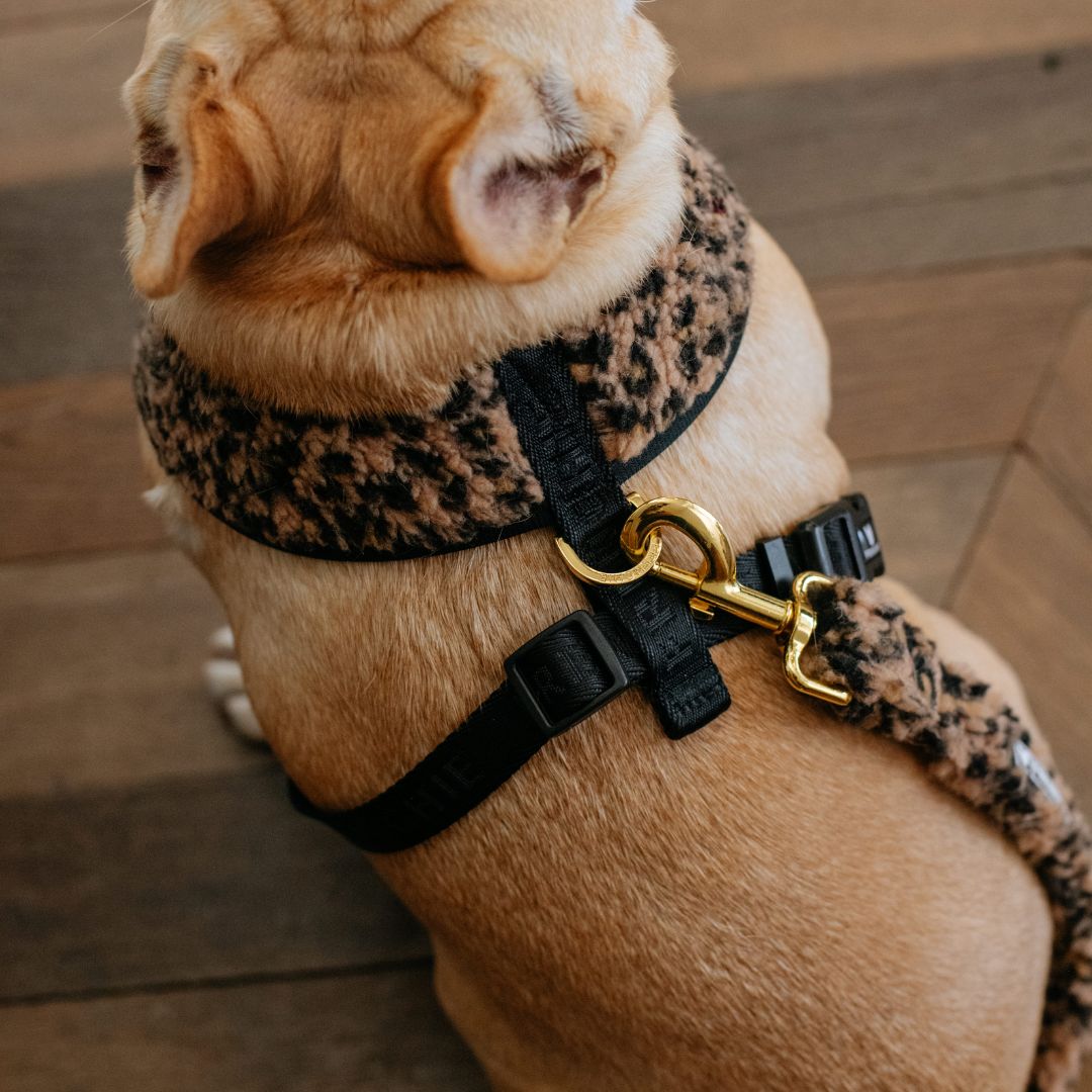 Frenchie Duo Reversible Harness - Teddy Leopard from Frenchie Bulldog