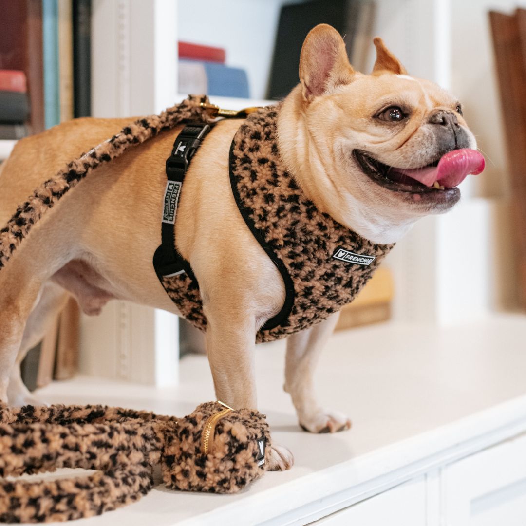 Frenchie Duo Reversible Harness - Teddy Leopard from Frenchie Bulldog