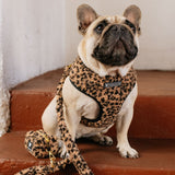 Frenchie Duo Reversible Harness - Teddy Leopard from Frenchie Bulldog