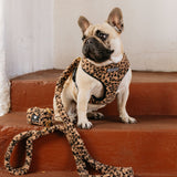 Frenchie Comfort Leash - Teddy Leopard from Frenchie Bulldog