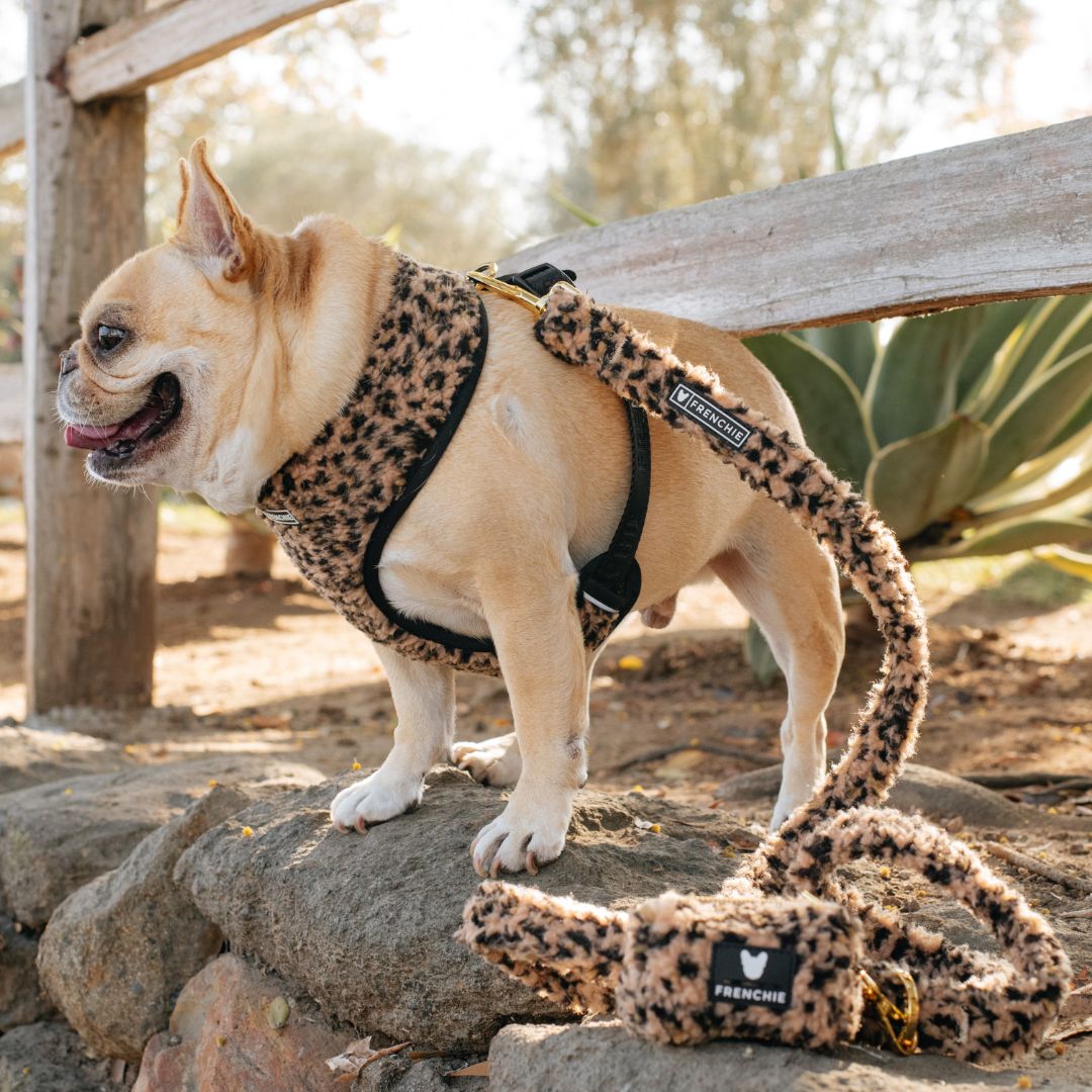 Frenchie Comfort Leash - Teddy Leopard from Frenchie Bulldog