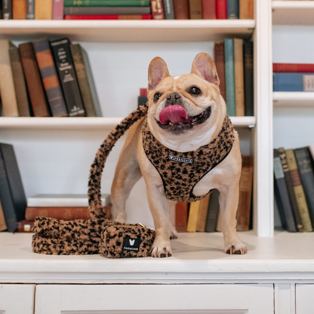 Frenchie Duo Reversible Harness - Teddy Leopard from Frenchie Bulldog