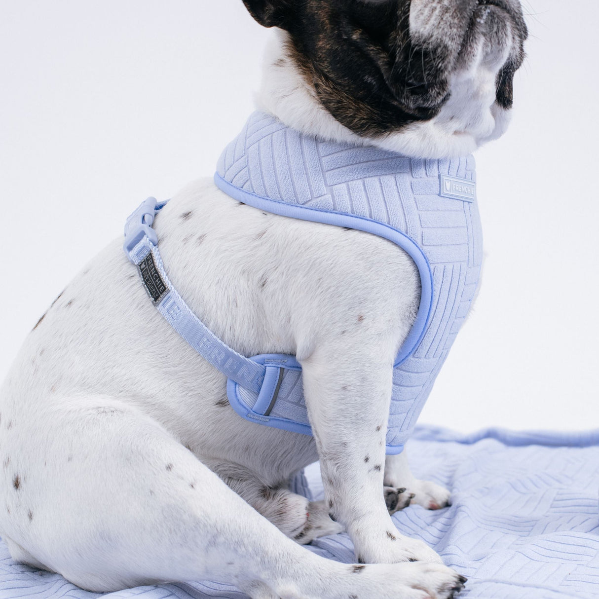Frenchie Duo Reversible Harness - Terry- Blue from Frenchie Bulldog