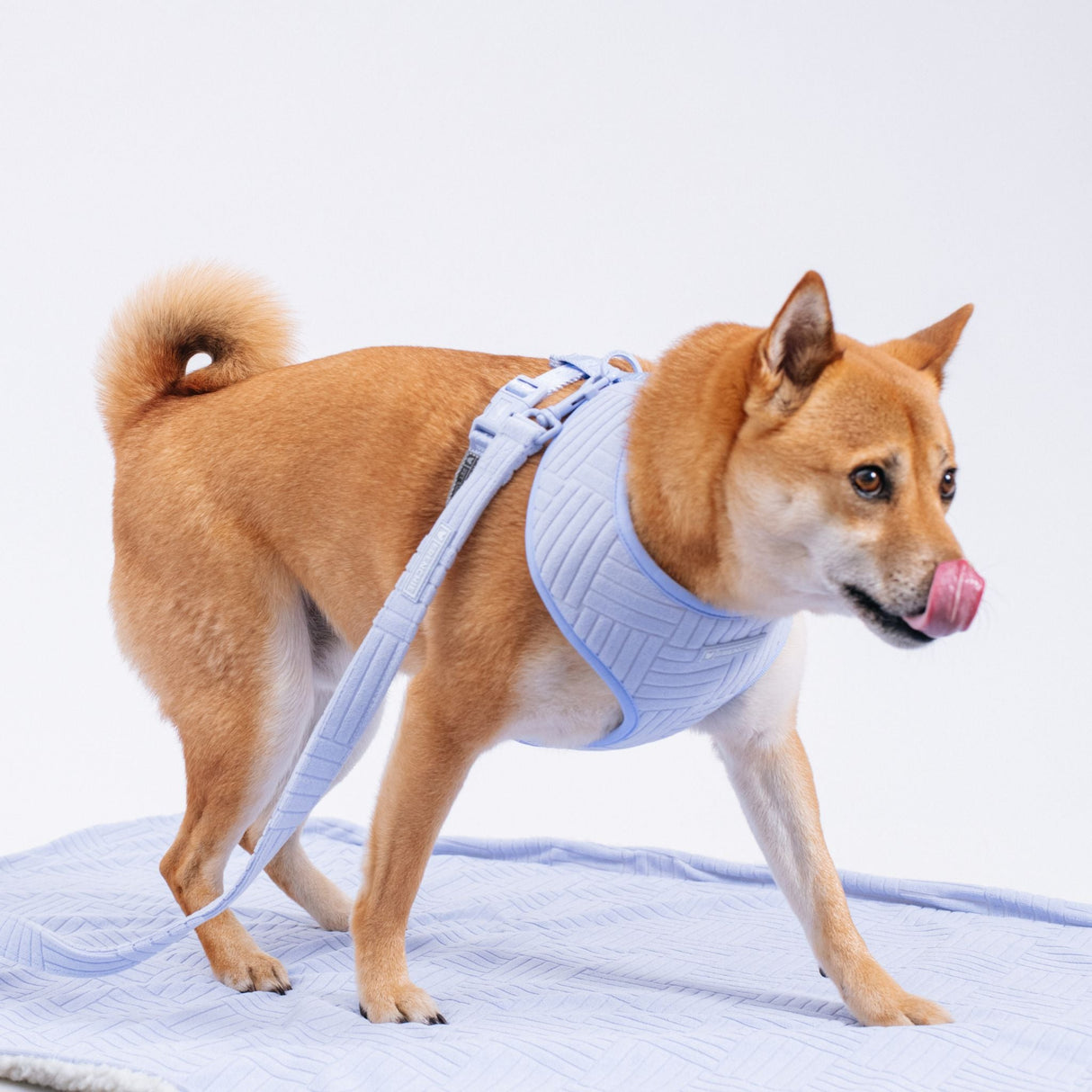 Frenchie Duo Reversible Harness - Terry- Blue from Frenchie Bulldog